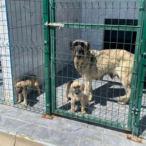 featured-arnavutkoy-yasam-alani featured-arnavutkoy-yasam-alani