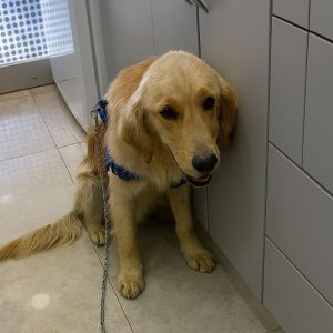 featured-bir-oldurme-yontemi-kapatma featured-bir-oldurme-yontemi-kapatma